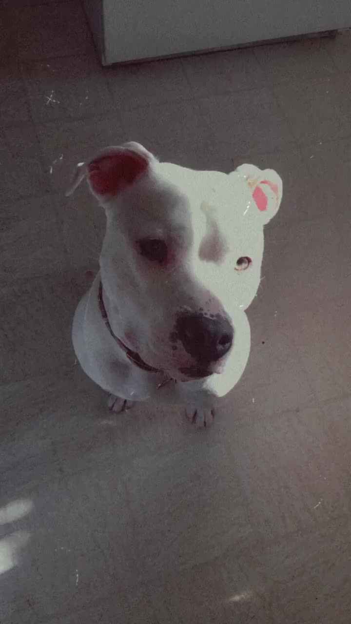 @MaineiacBullies