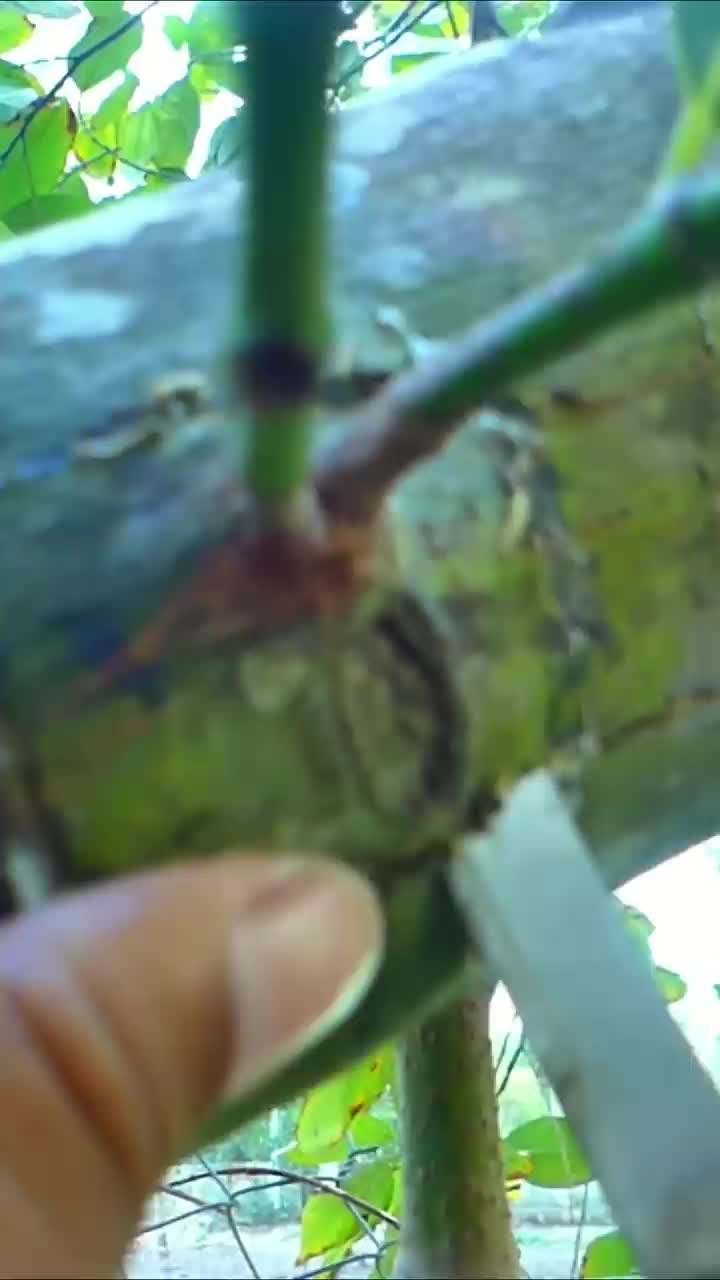 @নীল