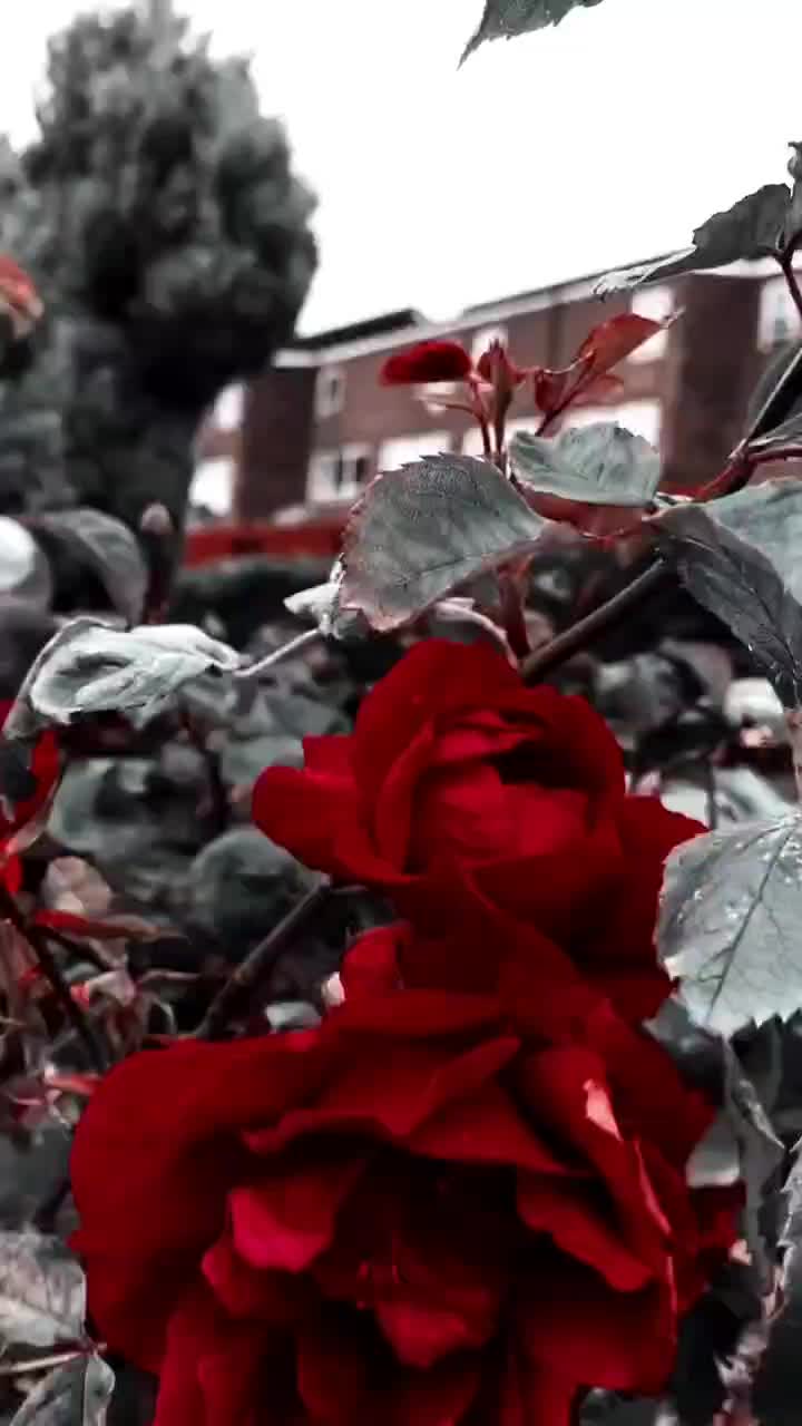 @Mounika_Royal_Blood