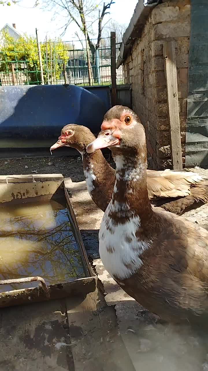 @🦃инда утки🦆
