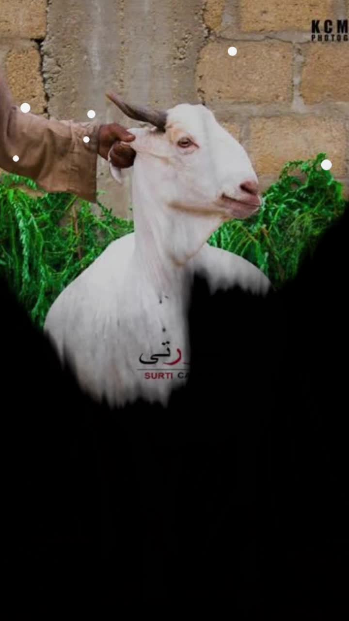 @🔥 Eid_cow 🔥