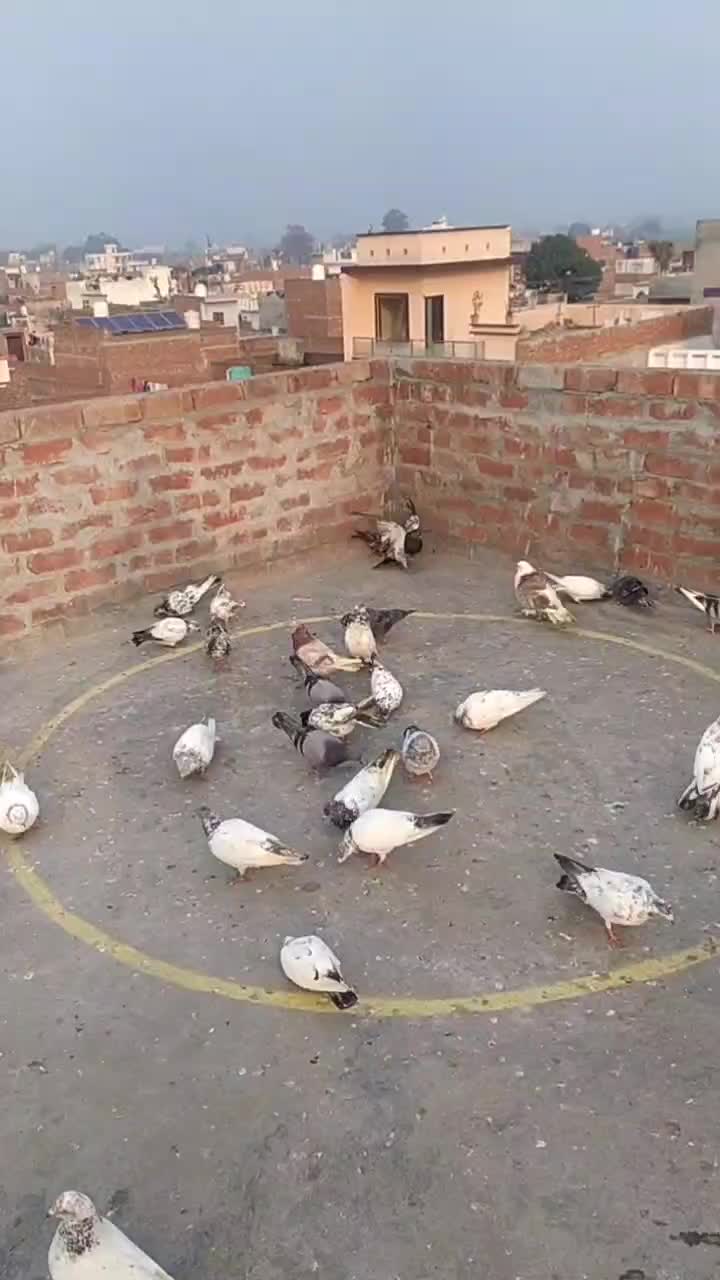 @user2232287689052