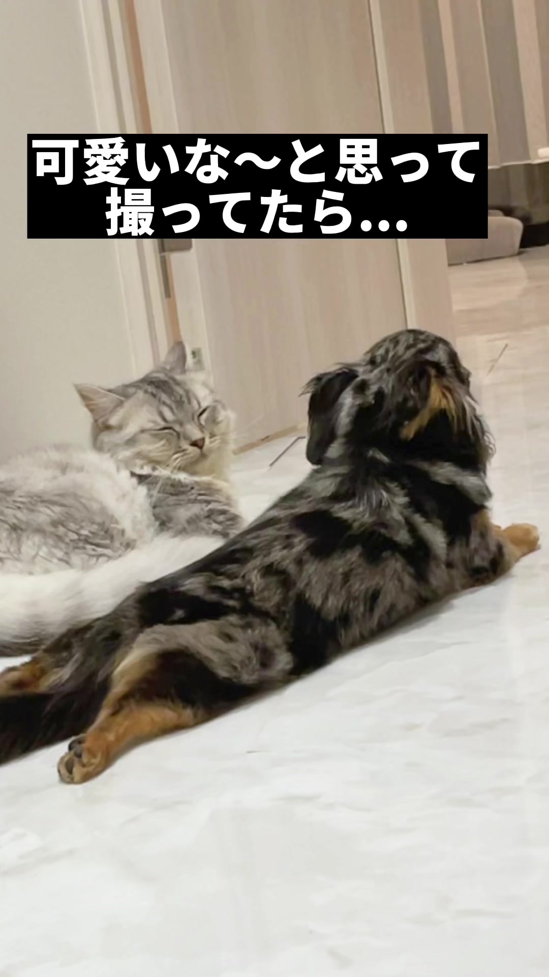 @チワックスの諭吉くん🐾
