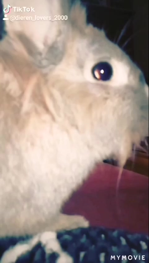 @Dieren lovers 💞