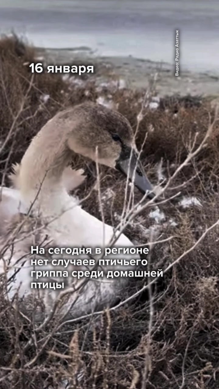 @villagekazakhstan