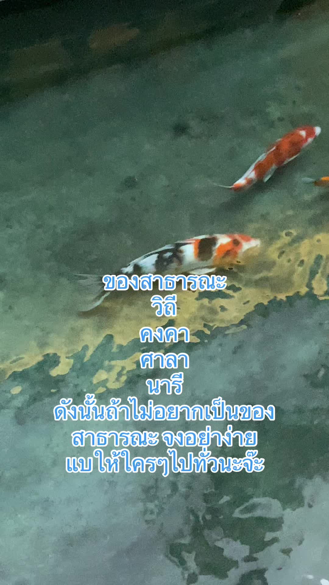 @The Universe🕊️🌟🕊️