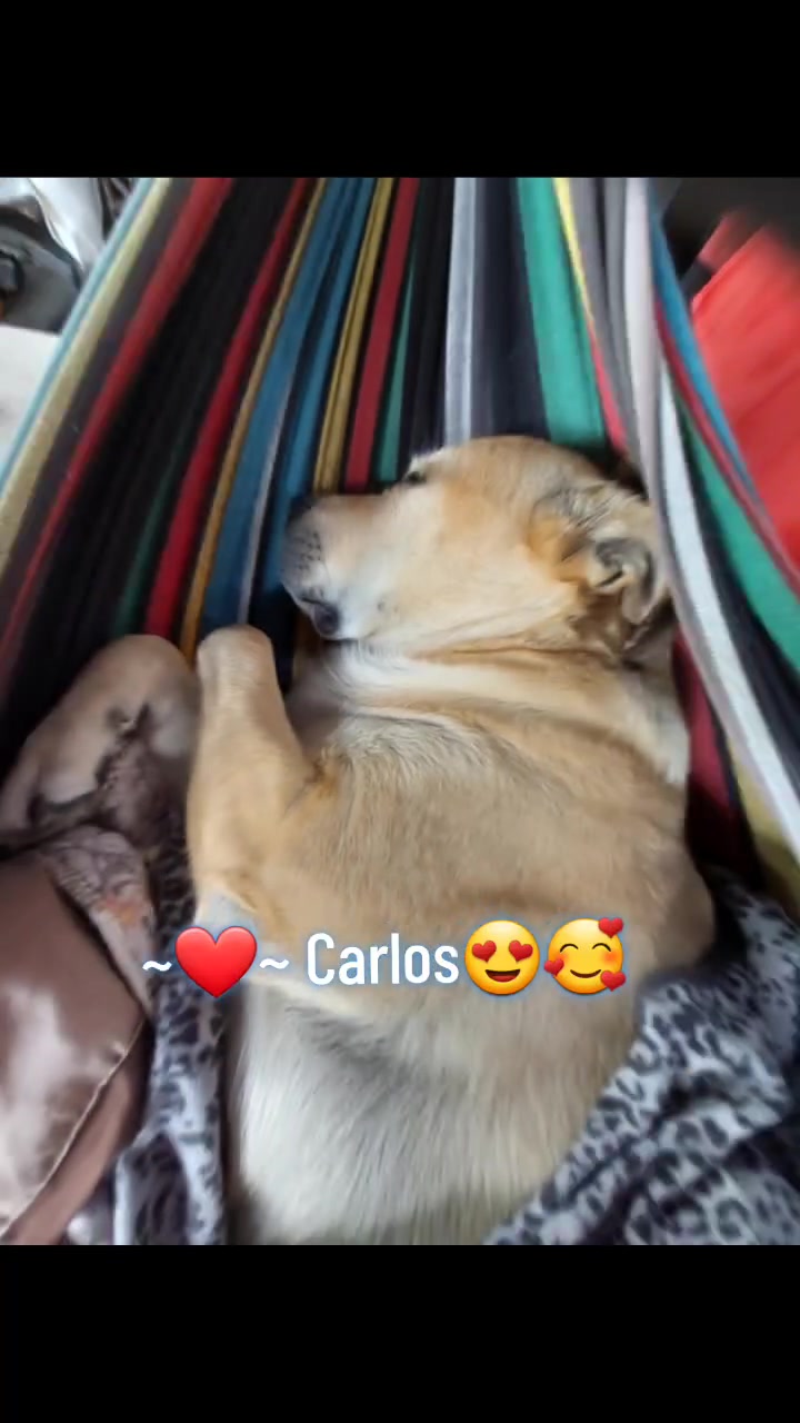 @Thesepupsthough