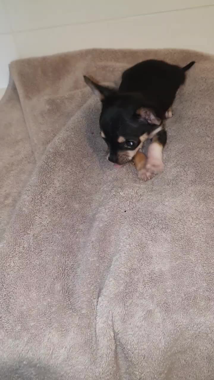 @Paco.the.Chihuahua