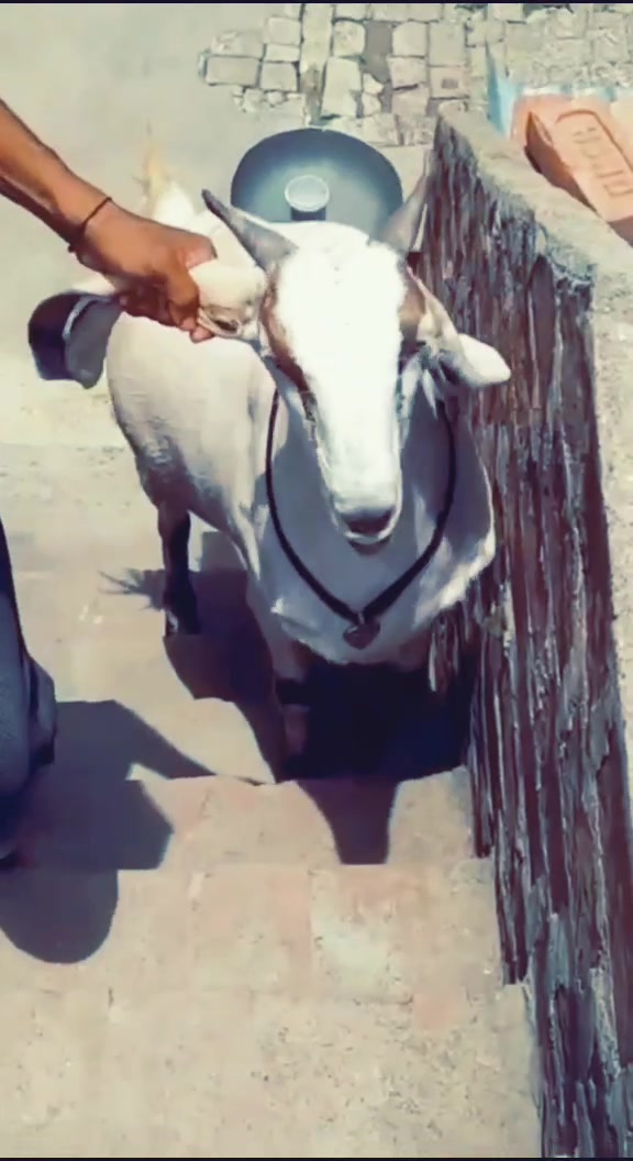 @goatloverroorkee