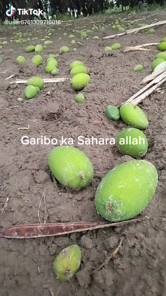 @Rashidsheikh99