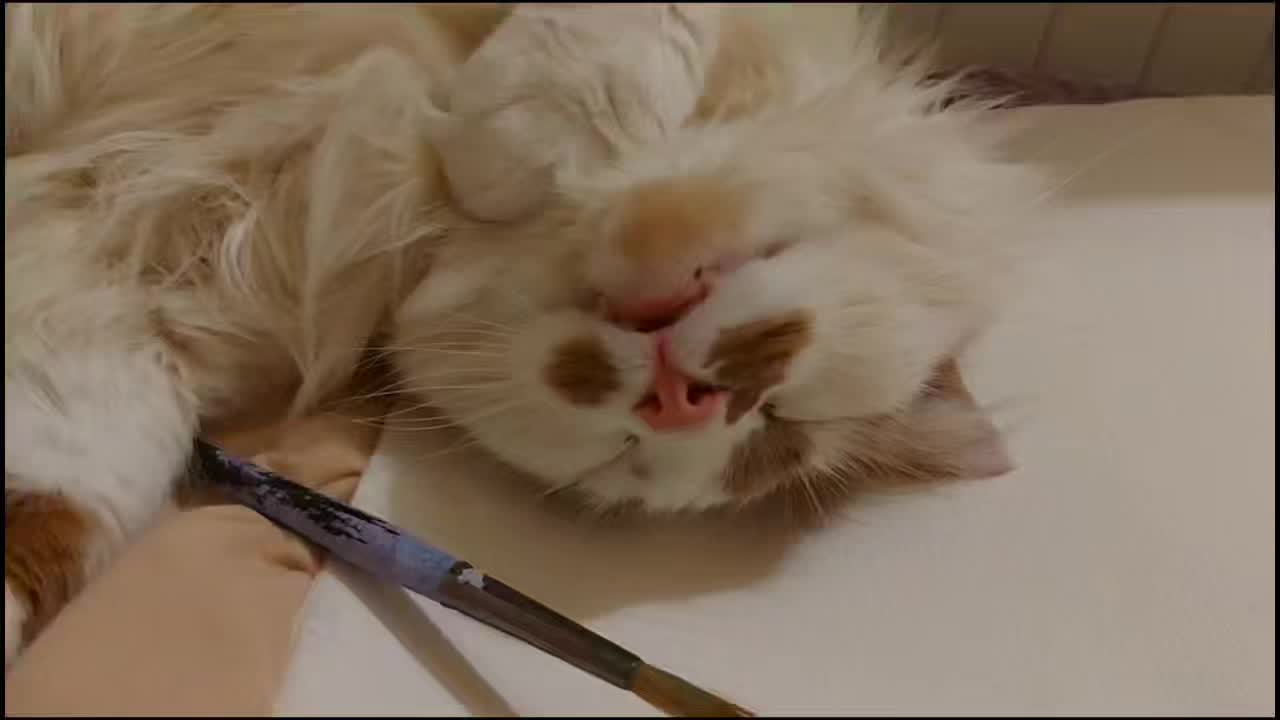 @Meowko