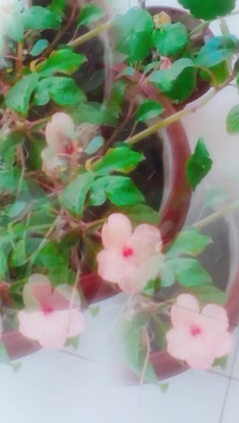 @shalini naryal