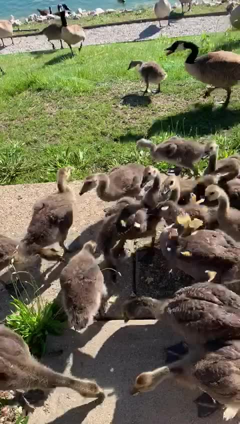 @︻̷̿┻̿═━一rσhít╾━╤デ╦︻