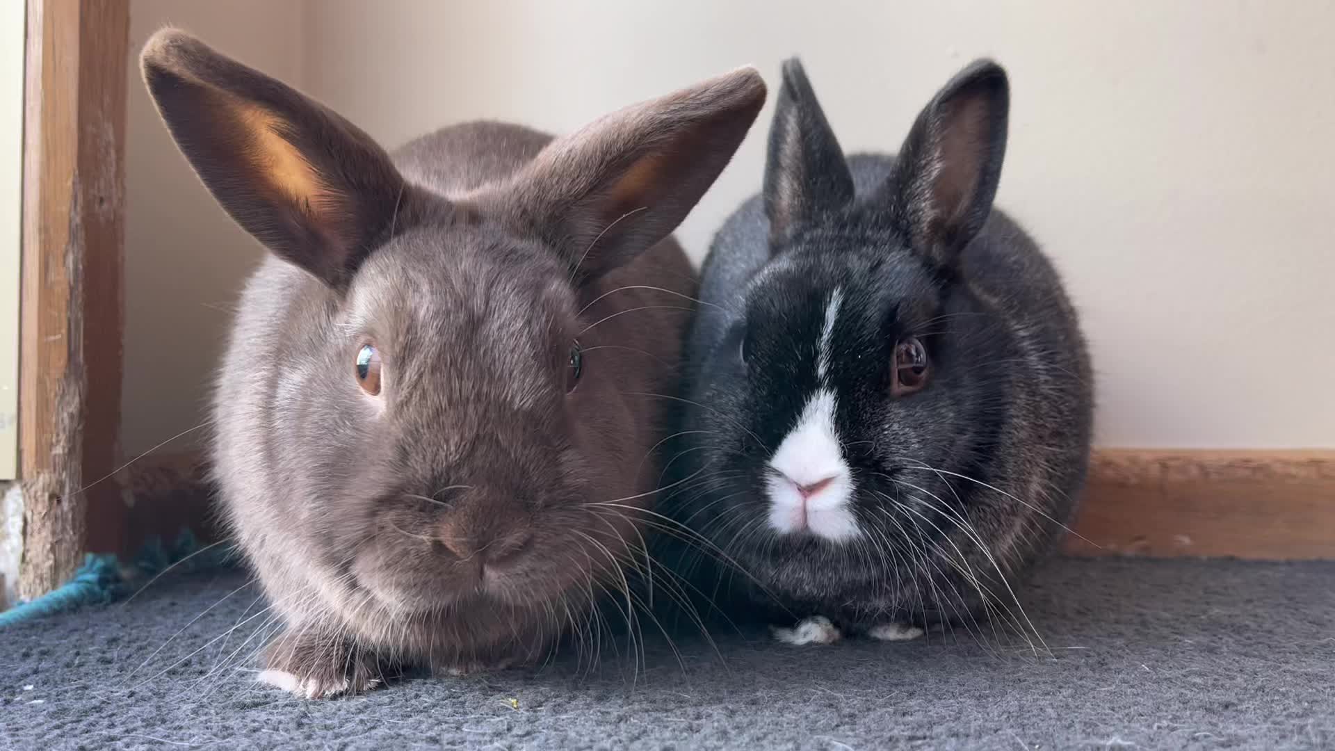 @Bunny rabbit chocolate 🍫