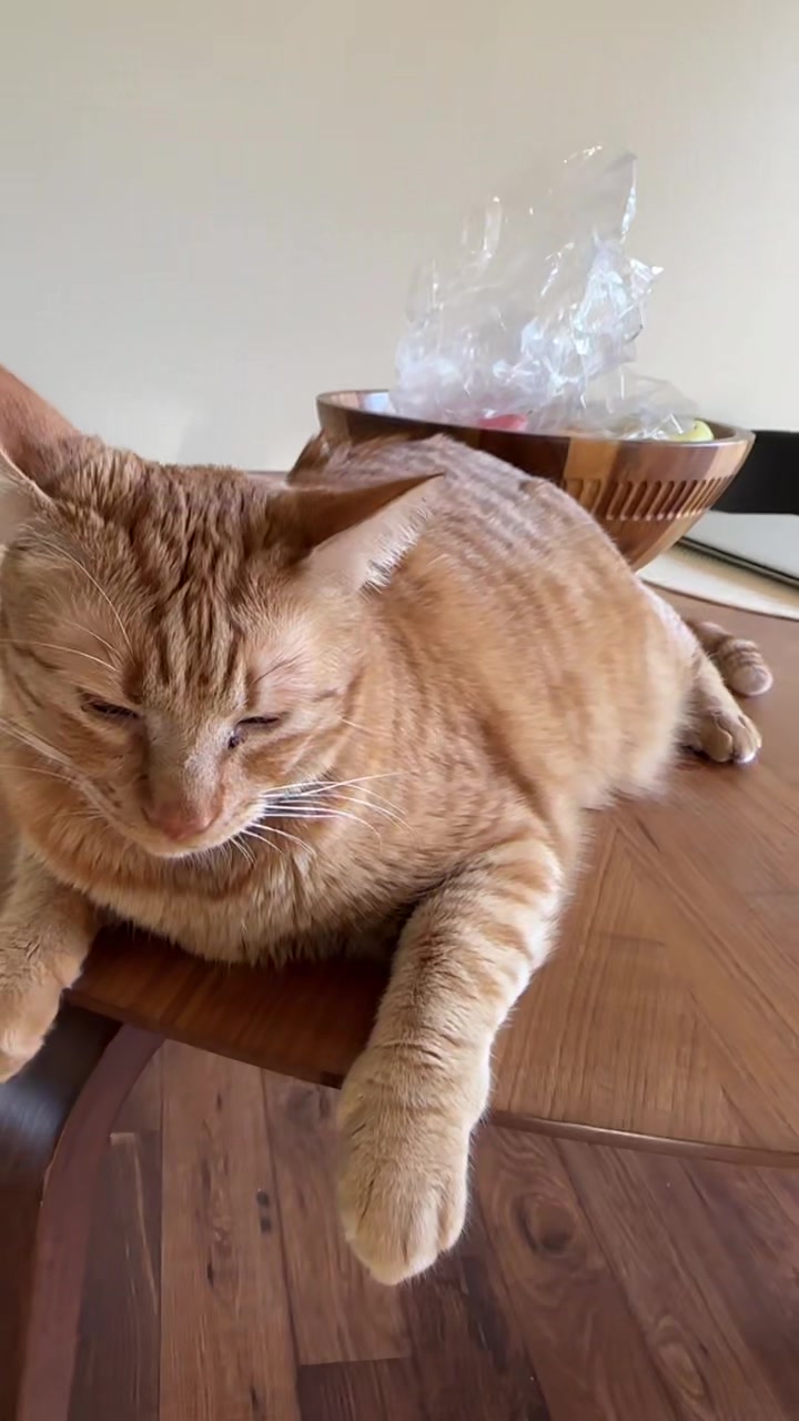 @Cat videos