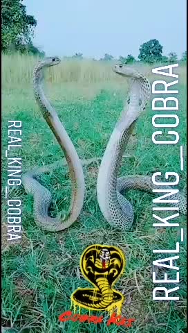 @🐍REAL🐍KING🐍🐍COBRA🐍