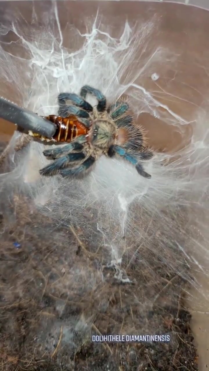 @Beast.spiders