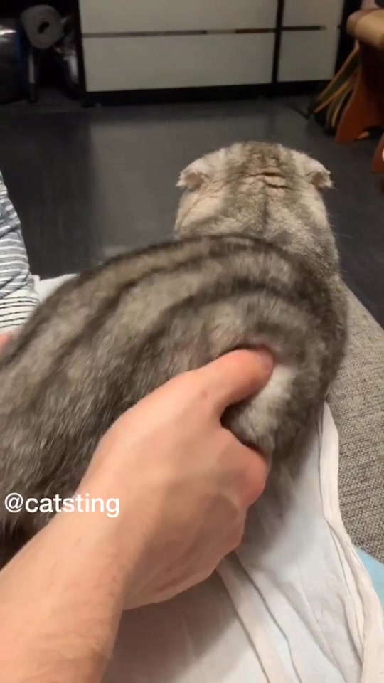 @Cat Sting