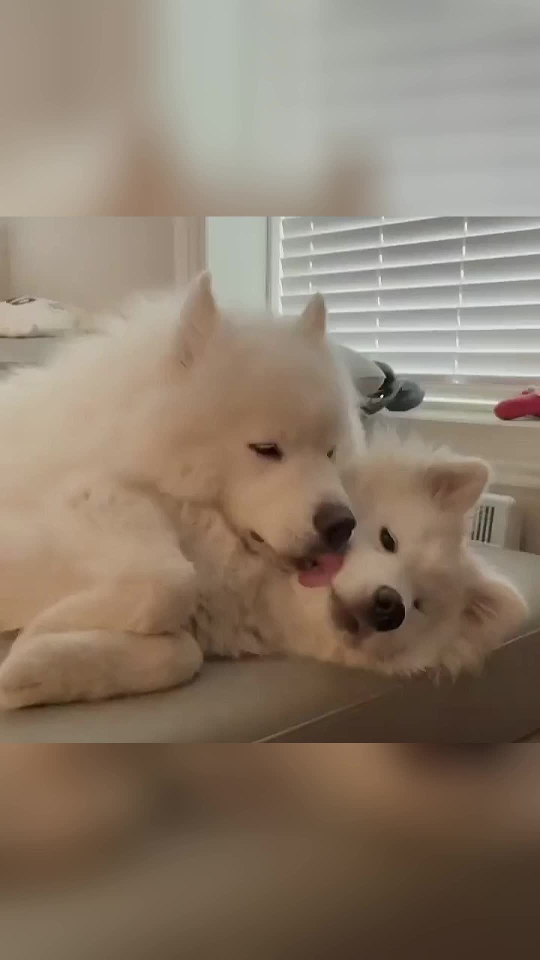 @vdogtv
