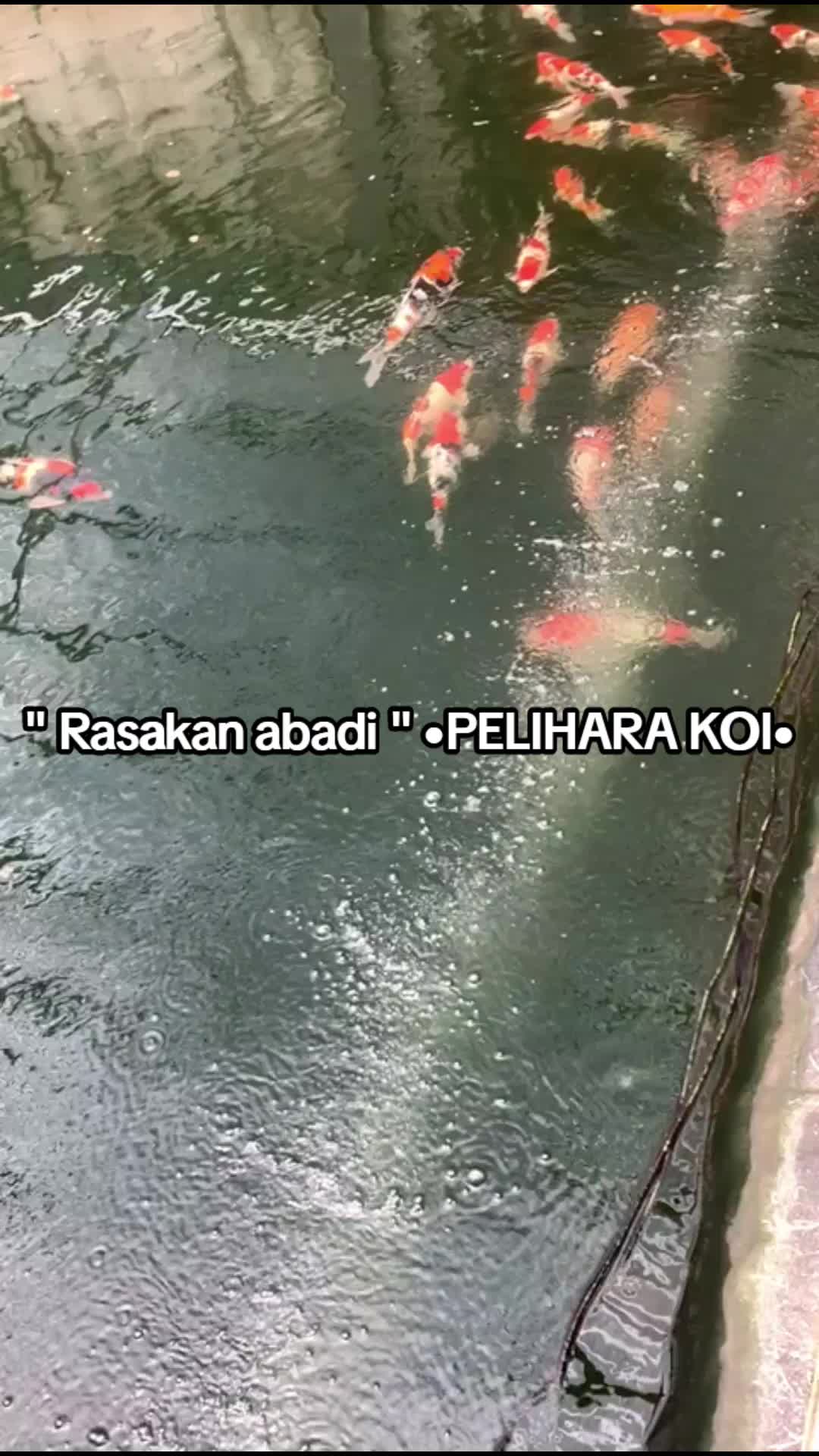 @• BINTANG KOI •