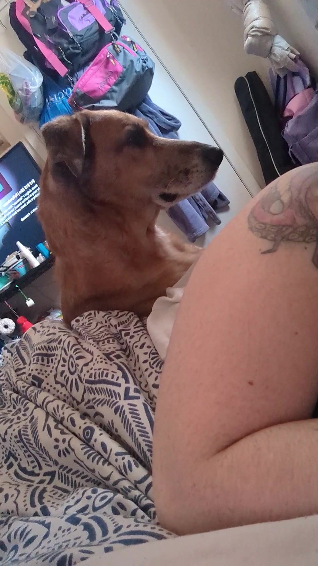 @vaguely.coonhounds