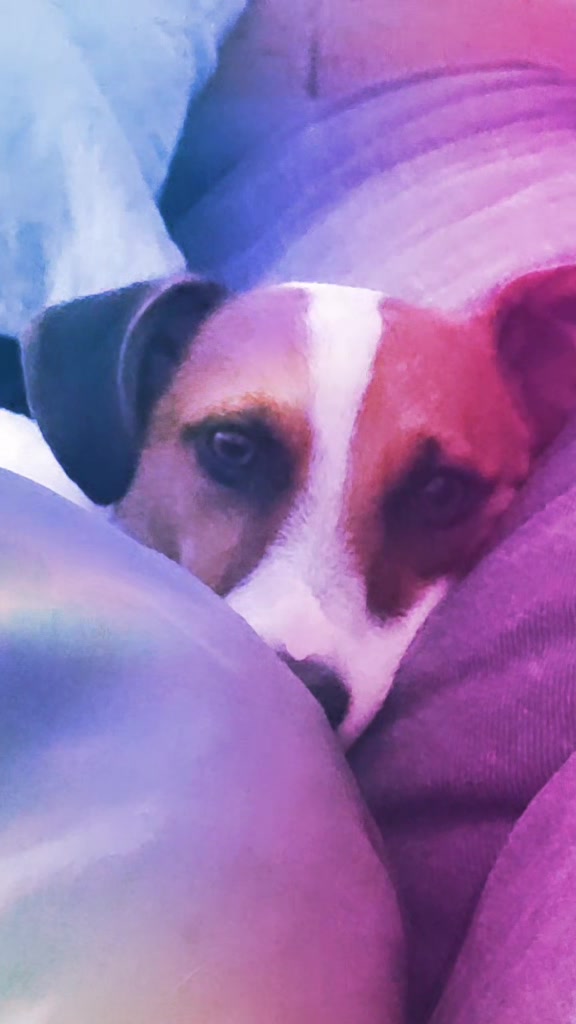 @Opie and Jax 🧡