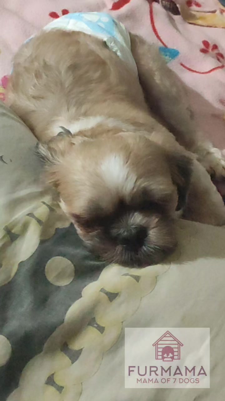 @Furmama