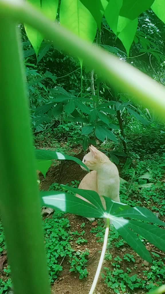 @കുഞ്ഞി..🐈