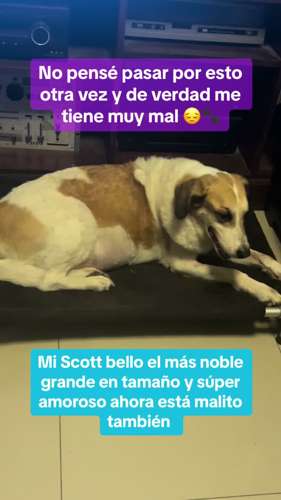 @Daisicytas ✨💙&hearts;️🫶🏻🐶