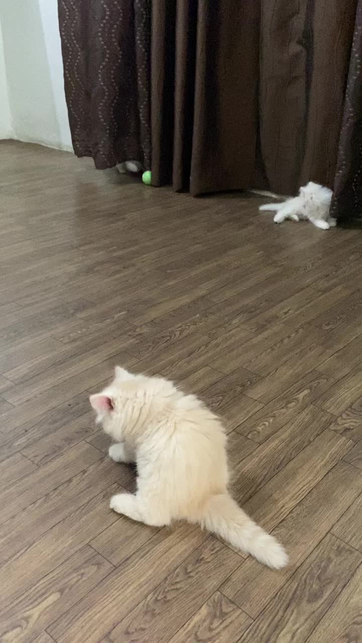 @karachikittens