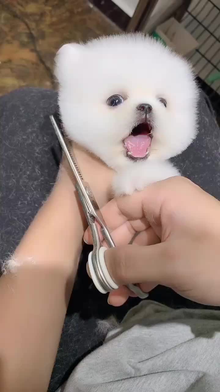 @wutao11059