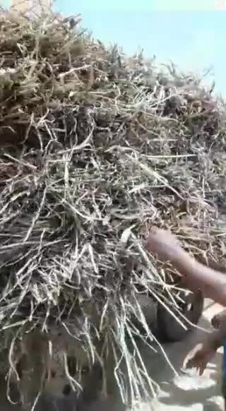 @રાજ દરબાર