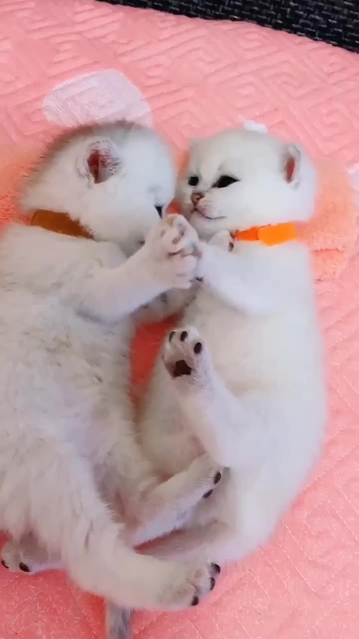 @linyi123450