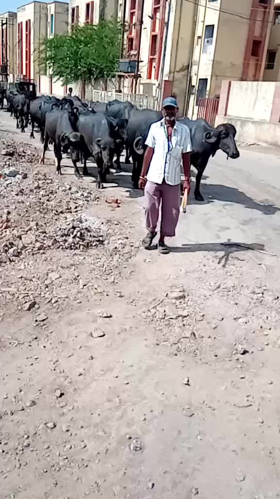 @Mr. Maldhari 9907