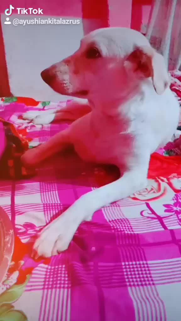 @Ayushi Ankita Lazrus
