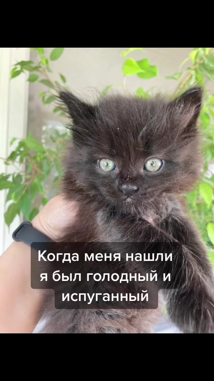 @Хвостатые бандиты🐈⬛🐈