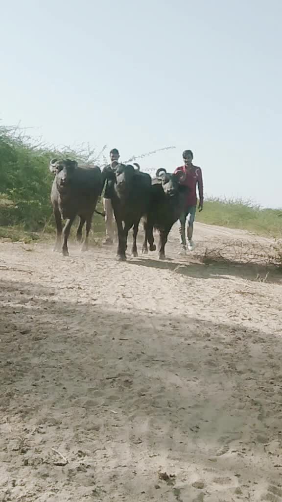 @Bharat Bhai Balkabha