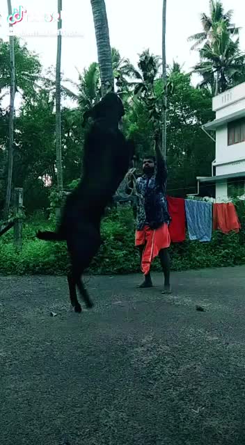 @jibi km jibi