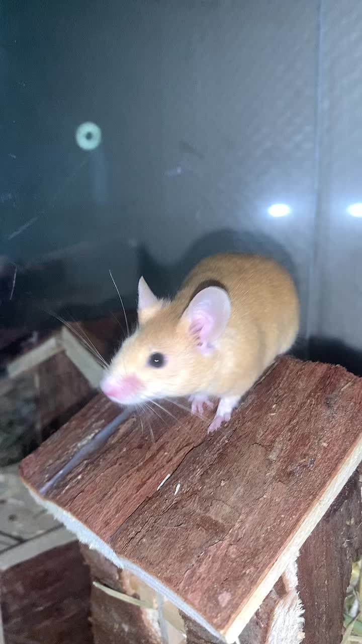 @Lɪᴀ´🐀