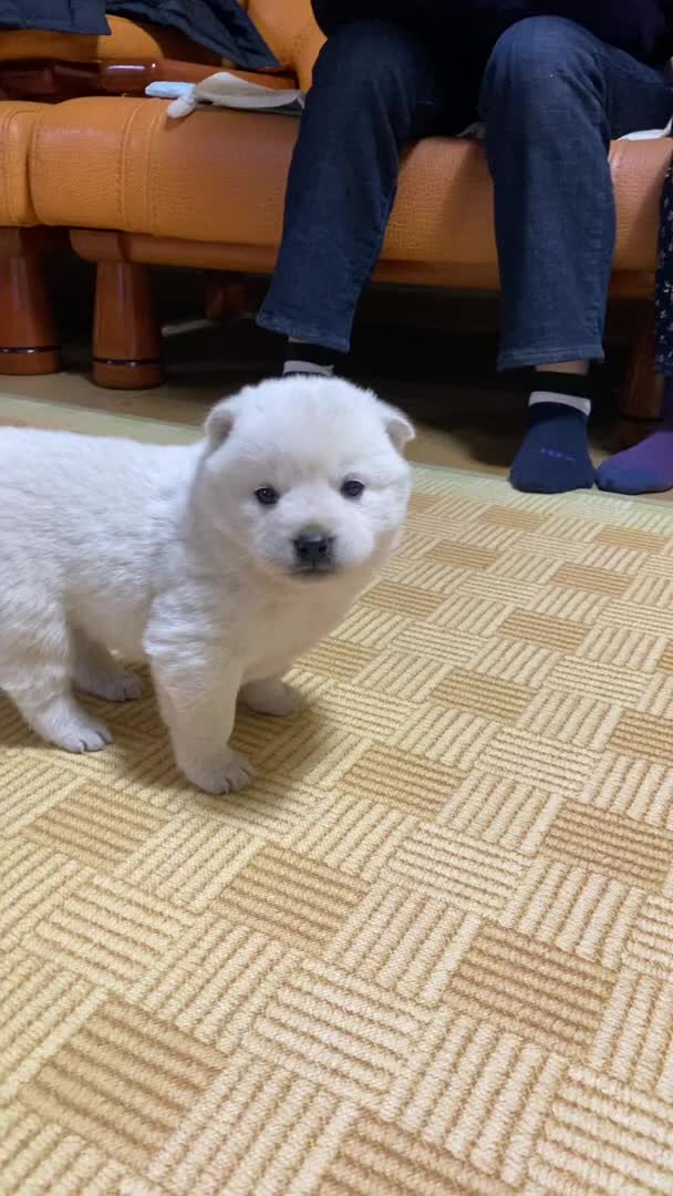@Cute_Puppy_01