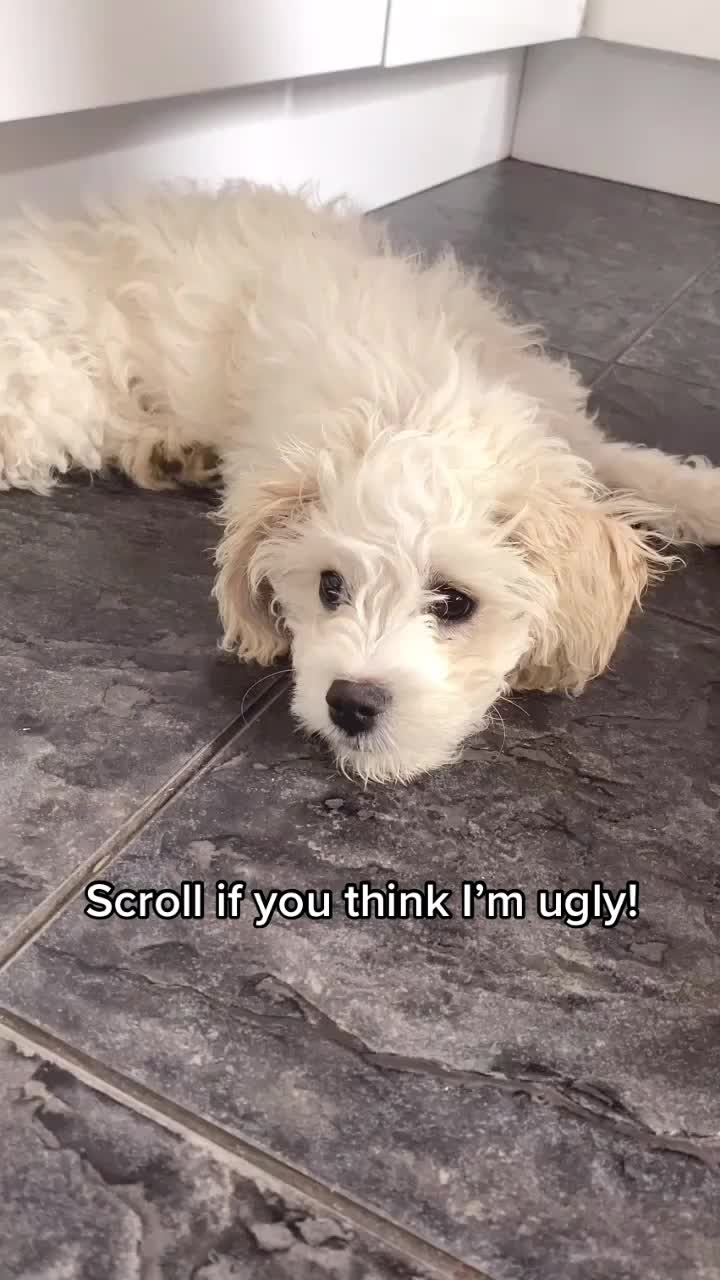 @🐕Fʟᴏssʏ🐕