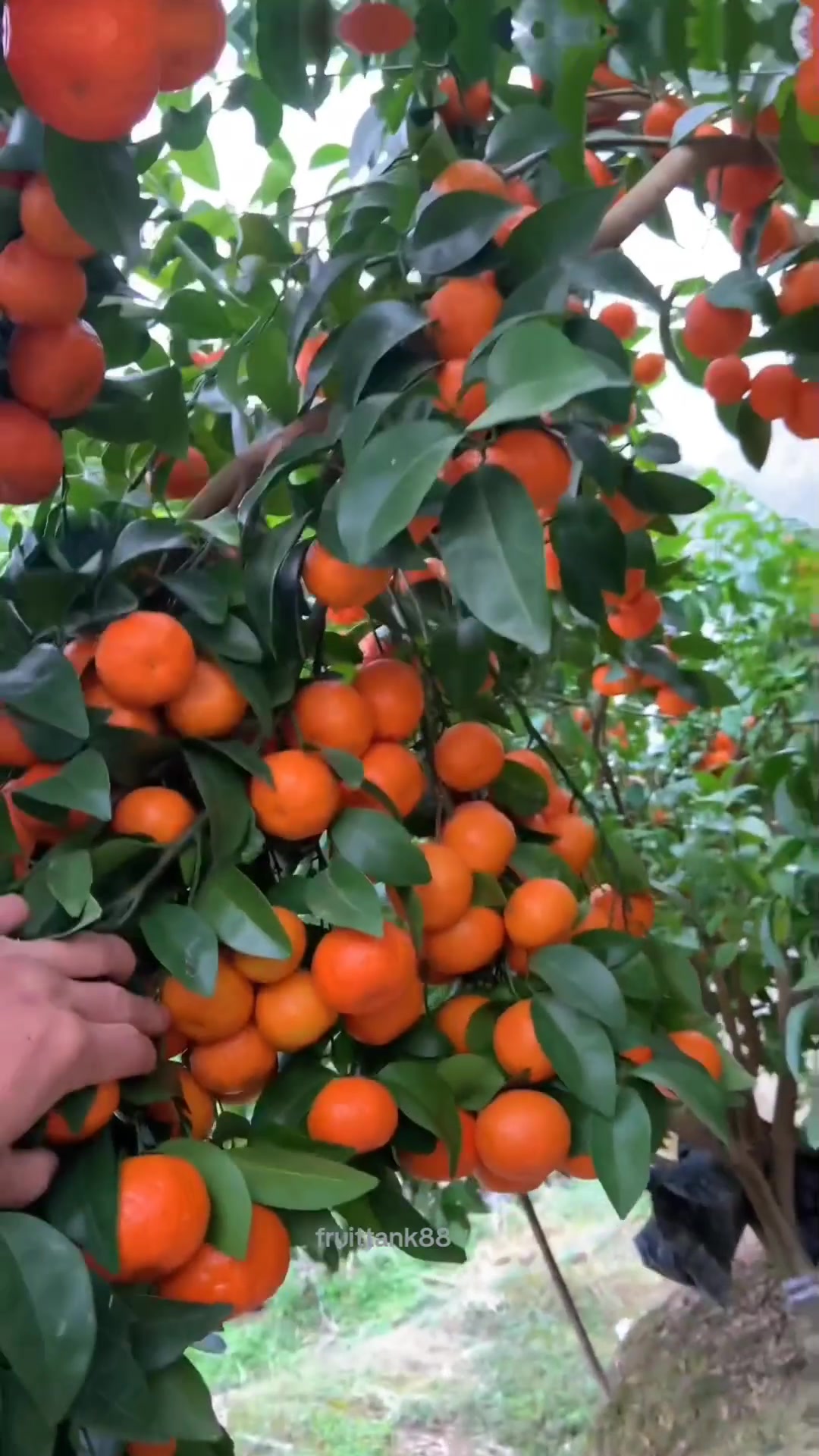 @Fruits88๐๐๐