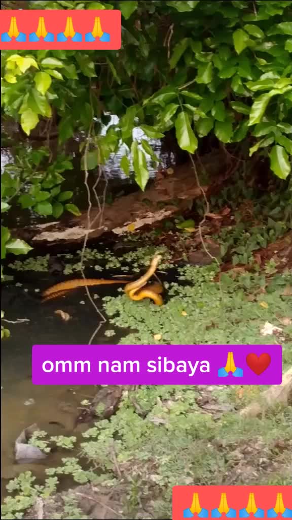 @عبود