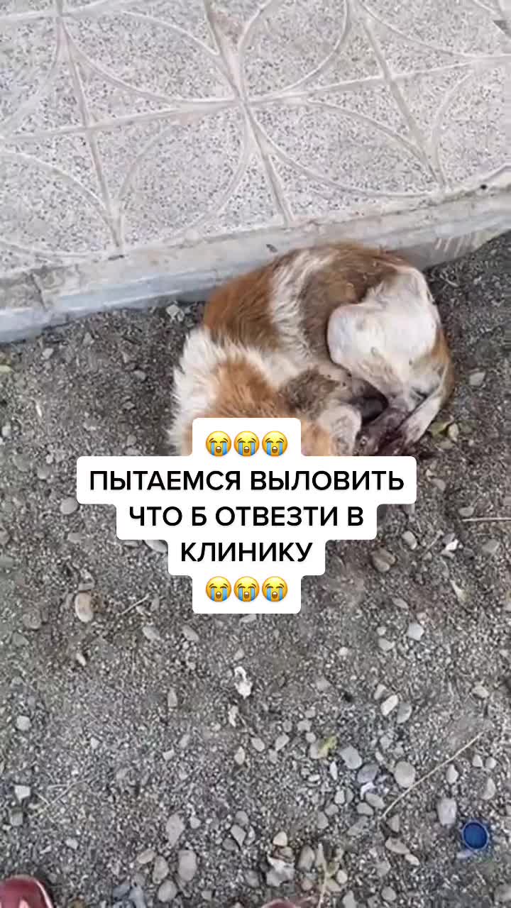 @Елена Белова