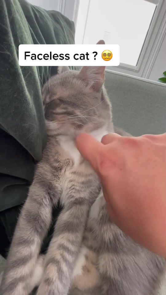 @Joeythecutestcat