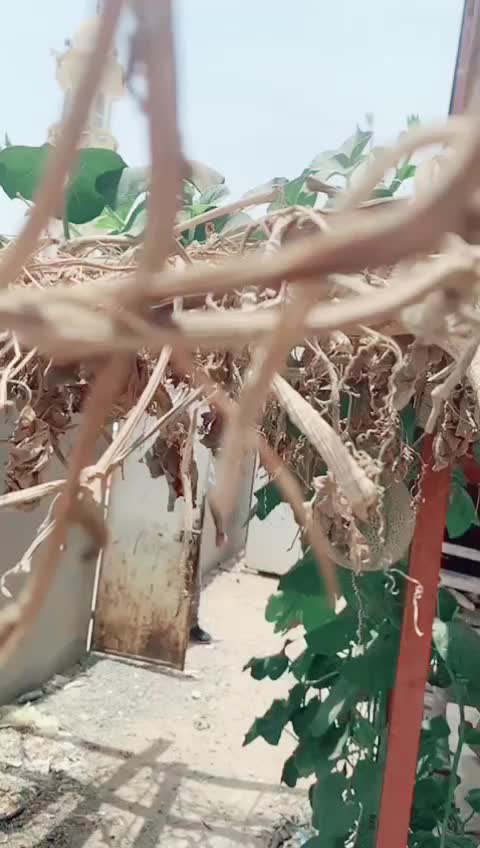 @Share Shareef