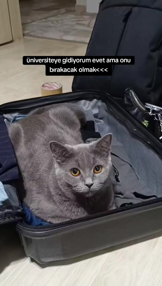 @Diljin Çakıcı