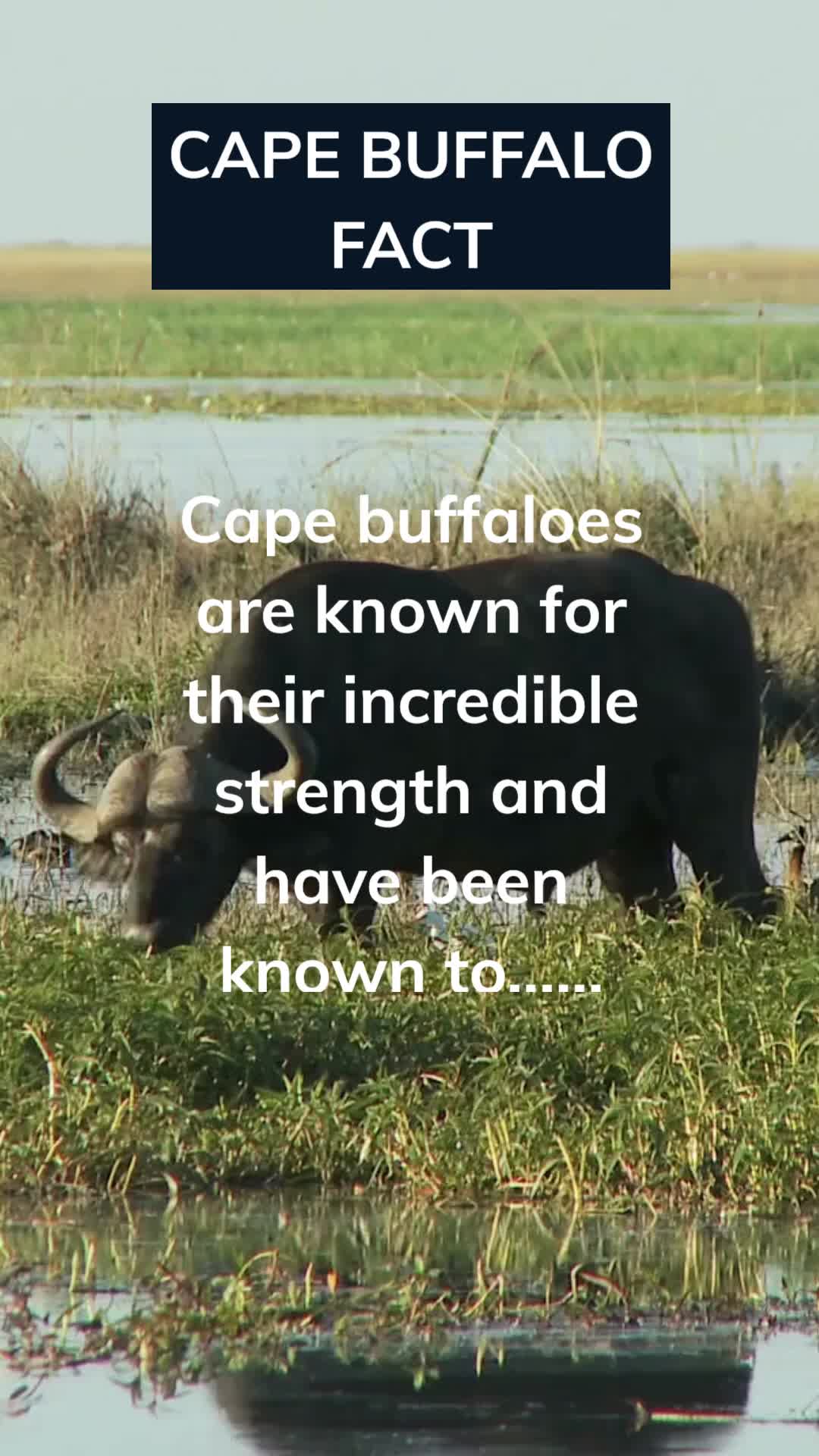 @Amusing Animal Facts