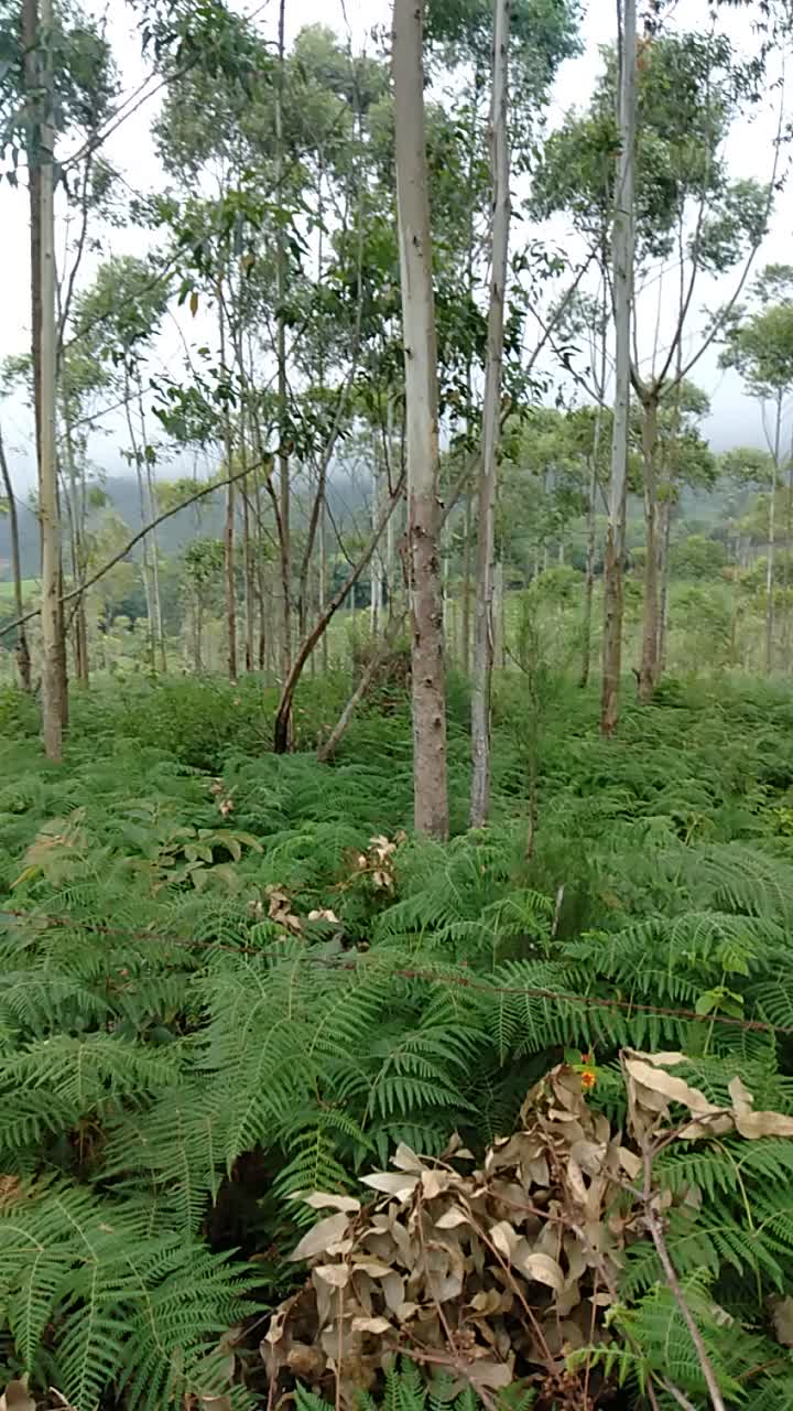 @ramesh3769jeep@gmail