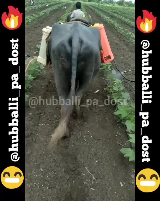 @ಪಿರಿಯಾಟ್ಟಣದ ಹುಡುಗ